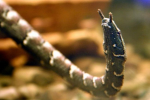 Voda tafeznaya kača - drugi predstavnik Voda tafeznaya kača - drugi predstavnik